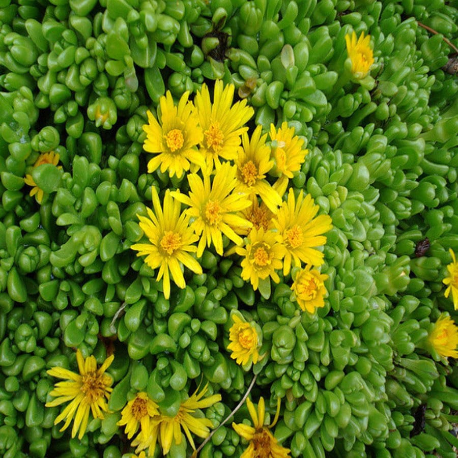 Yellow Iceplant at Lowes.com