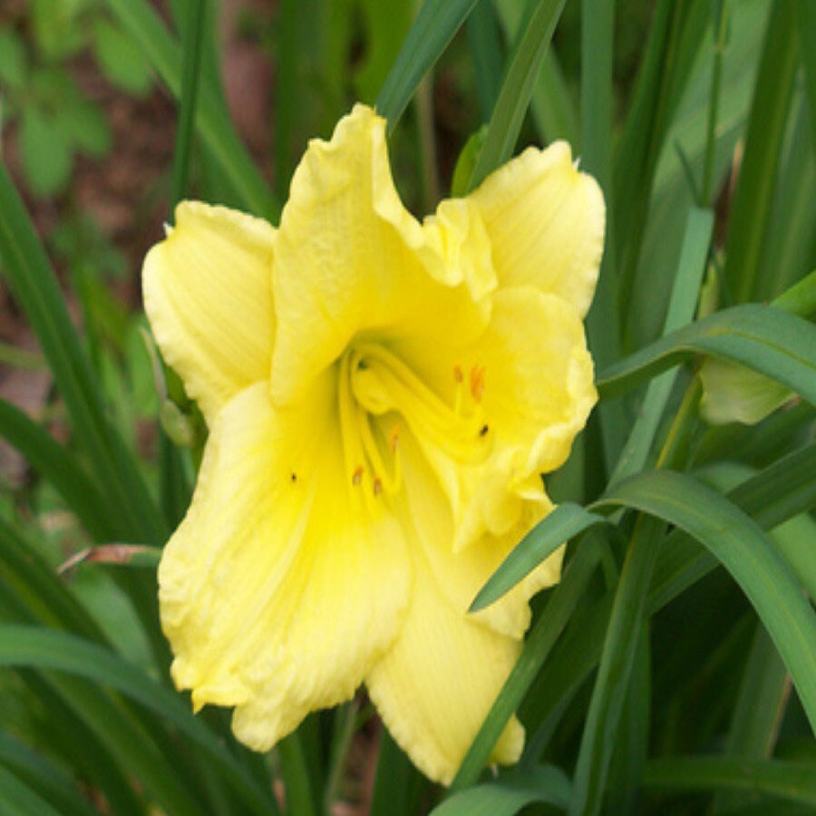  HL3078CL Yellow Happy Returns Daylily