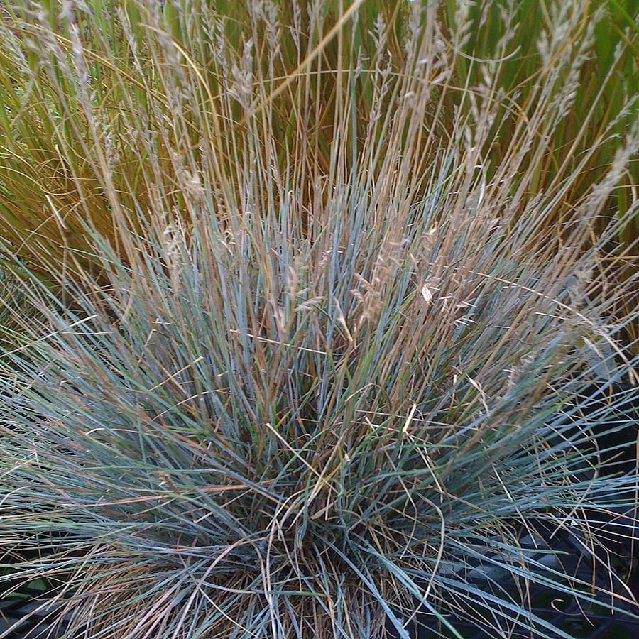 1-Gallon Boulder Blue Fescue Grass at Lowes.com