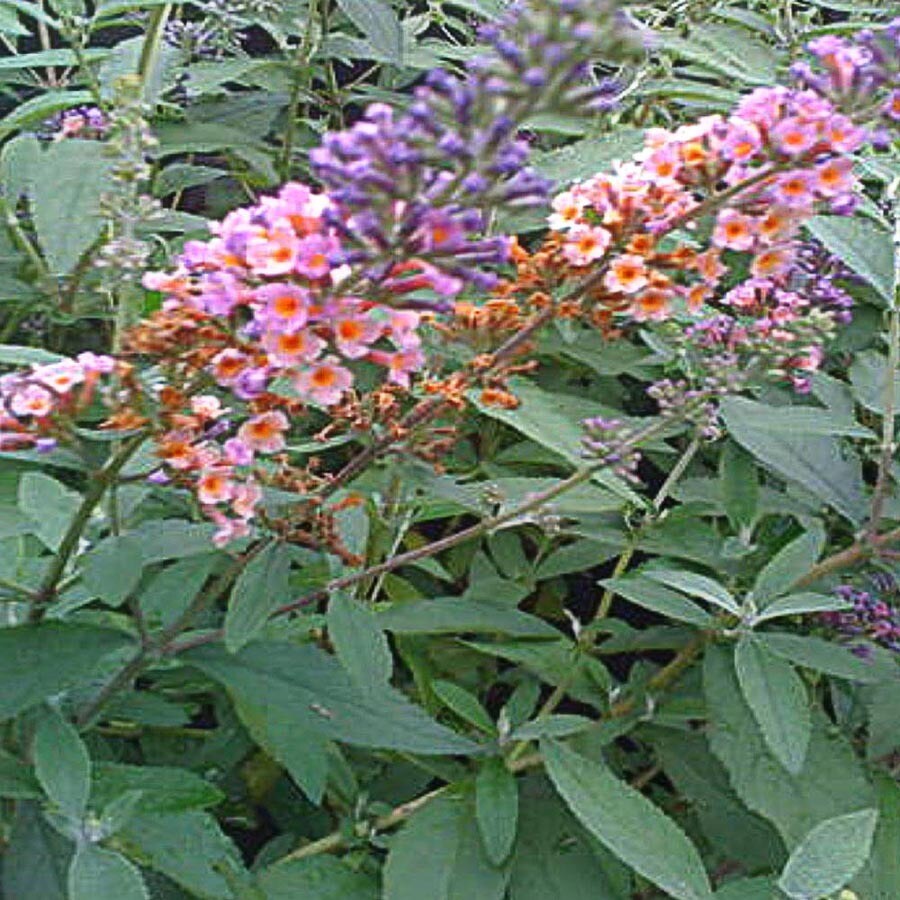 Gallon Bicolor Butterfly Bush (I9831) at