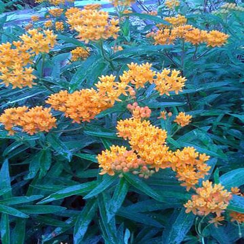1 Gallon Butterfly Milkweed In The Perennials Department At Lowes Com