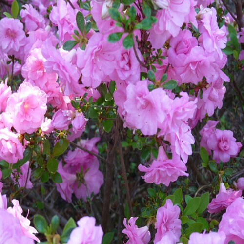 2Gallon Pink Rosebud Azalea at