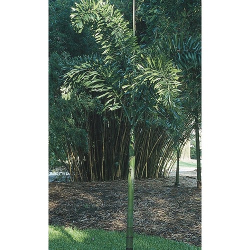 12 2 Gallon Foxtail Palm In Pot L In The Tropical Plants Department At Lowes Com