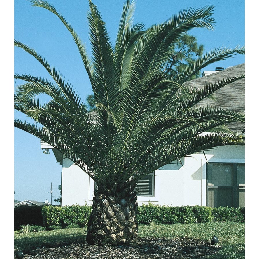 Canary island date palm