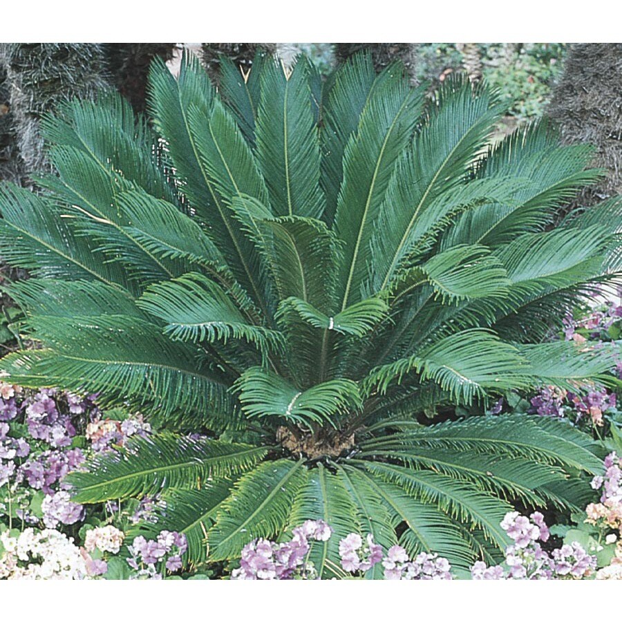 11.1-Gallon Potted Sago Palm (LTL0026) at Lowes.com