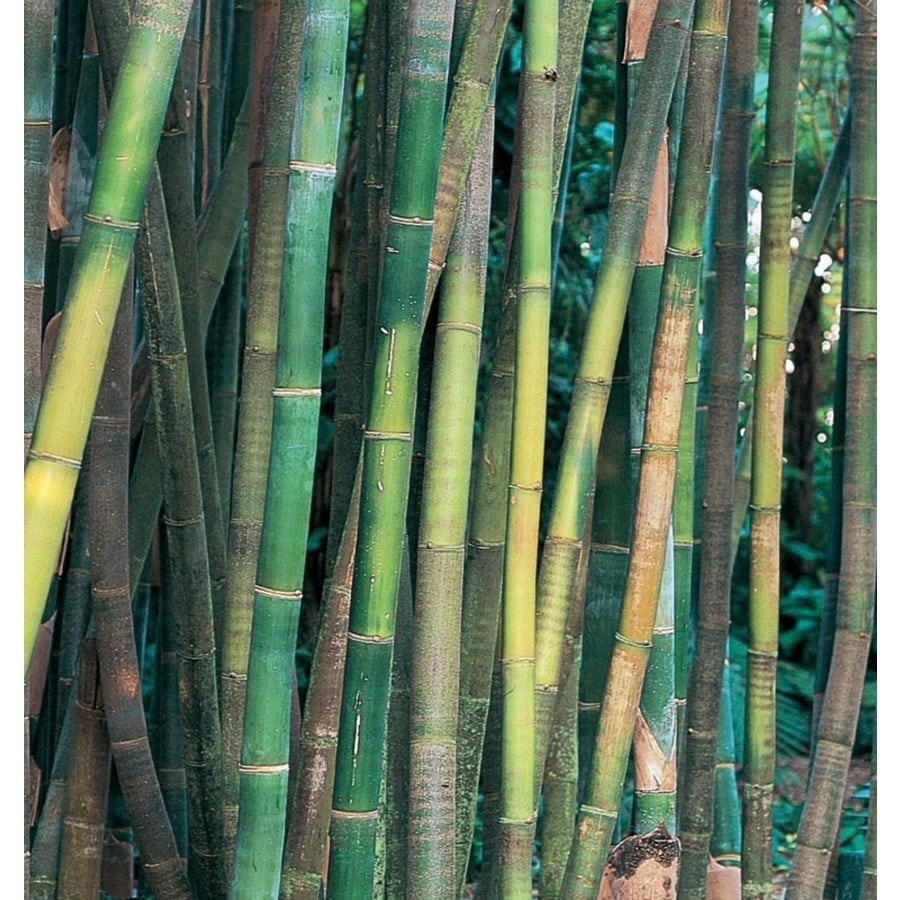 11.1-Gallon Timber Bamboo Accent Shrub in Pot (L14751) at Lowes.com