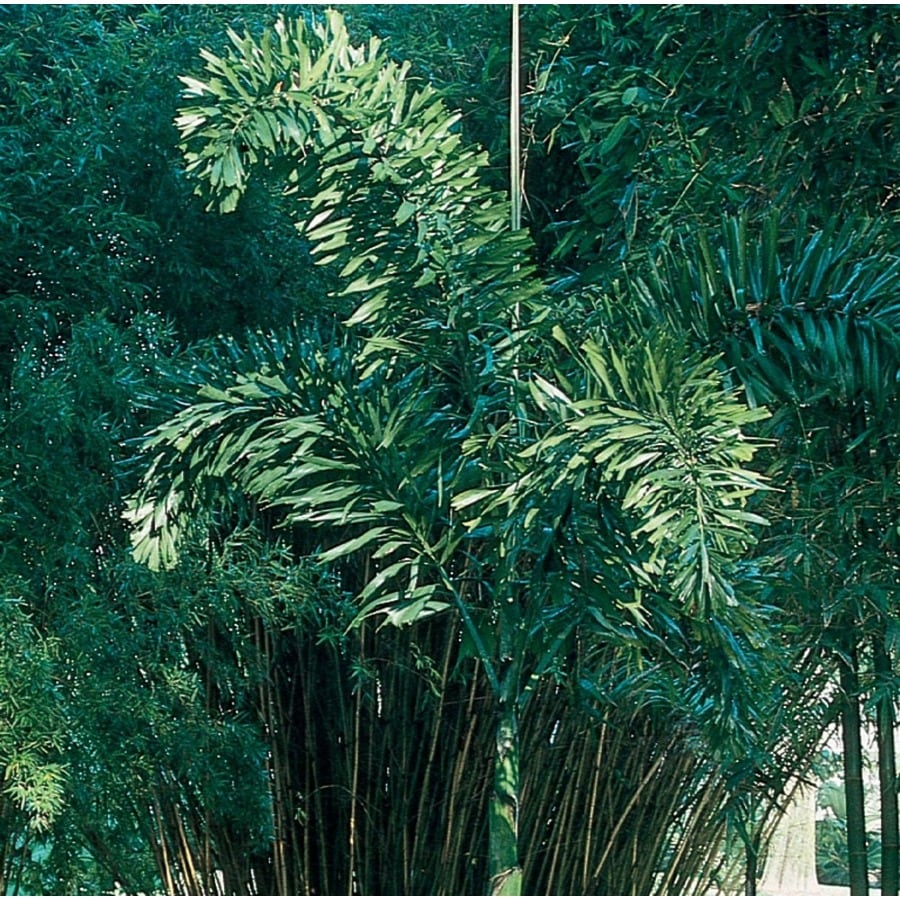 2 25 Gallon Potted Foxtail Palm L14531 At Lowes 2 25 Gallon Potted Foxtail Palm L14531