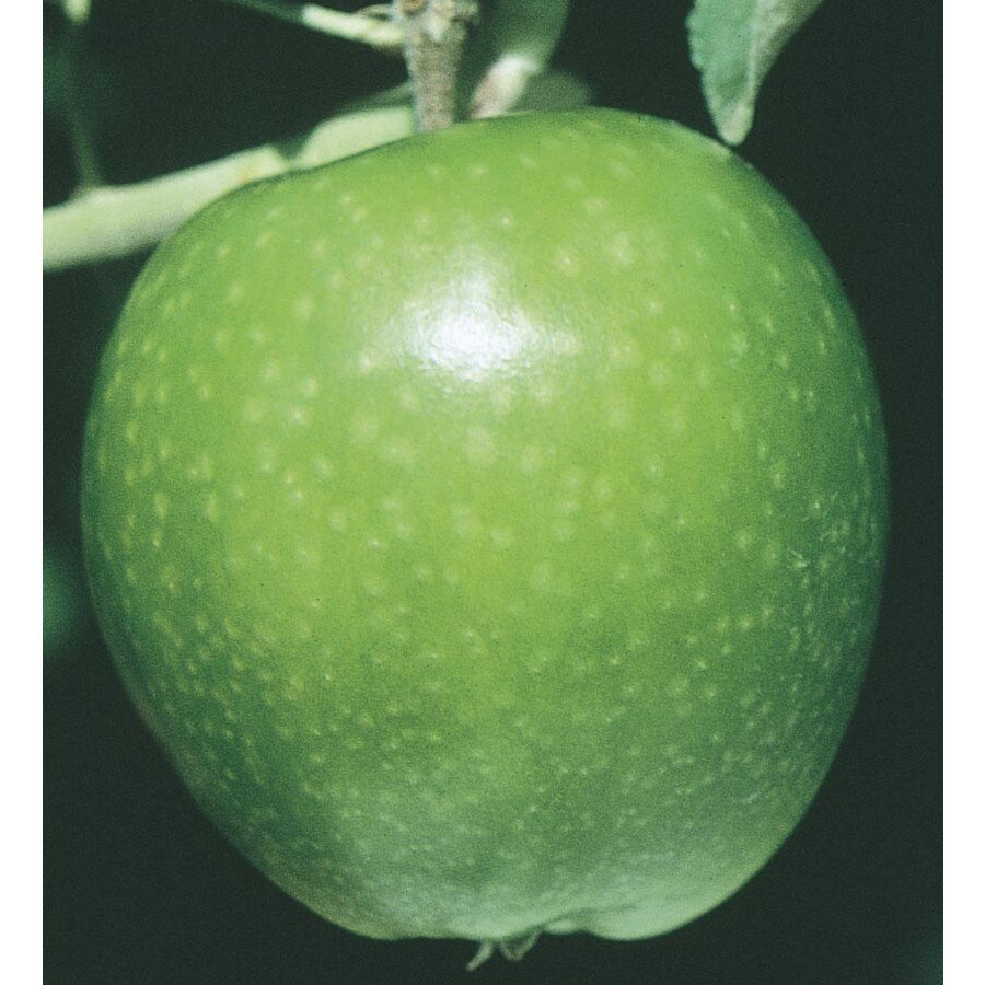3.74Gallon Granny Smith Apple Tree (L3198) at