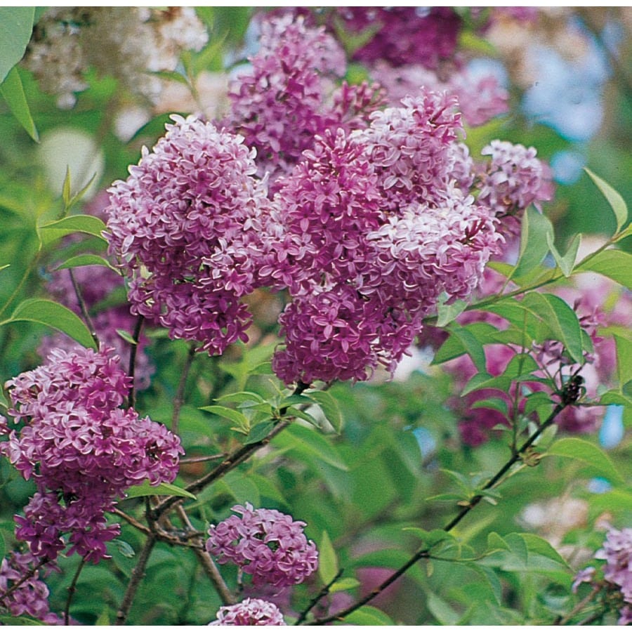 Lowe's NURSERY Lavender Persian Lilac Flowering Shrub in In pot (with soil)