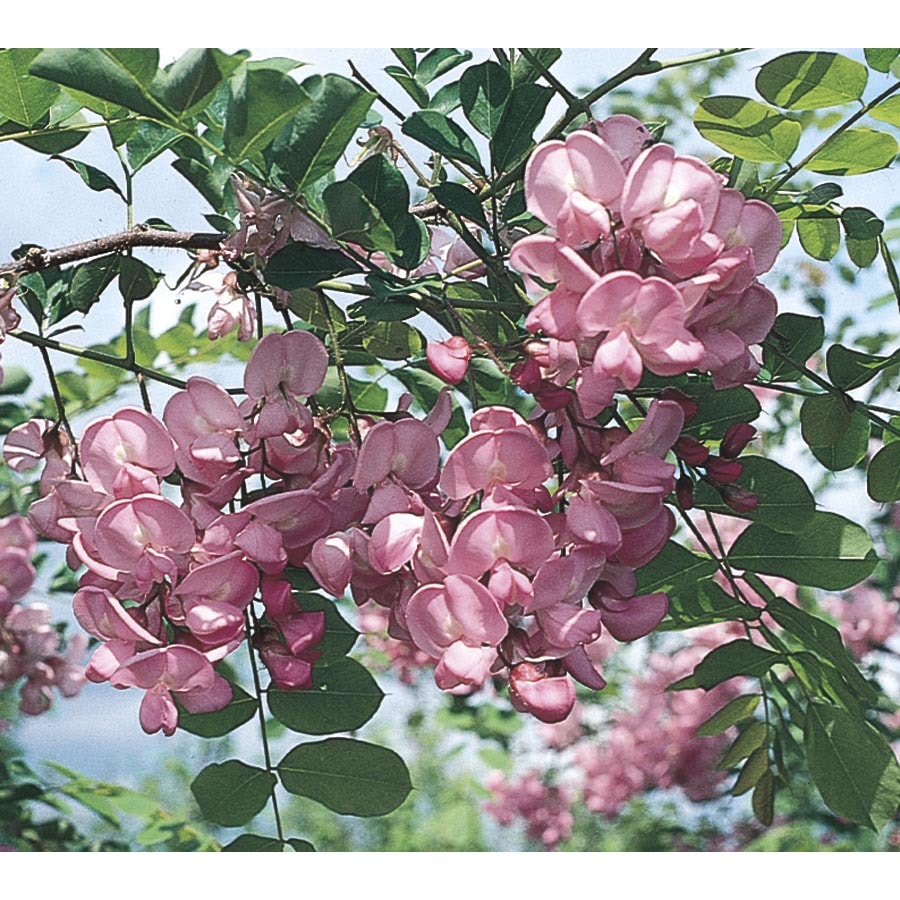 3.74Gallon Pink Purple Robe Locust Flowering Tree in Pot (With Soil