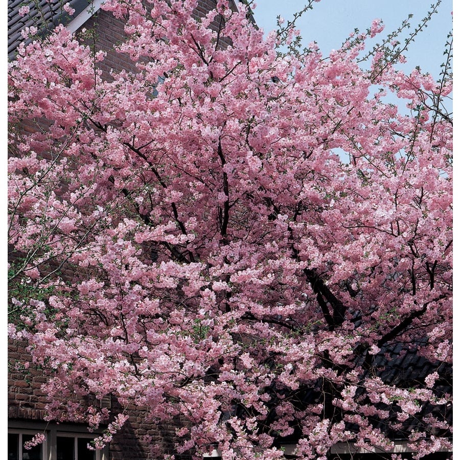 19 5 Gallon Pink Kwanzan Flowering Cherry Flowering Tree In Pot L1023 In The Trees Department At Lowes Com