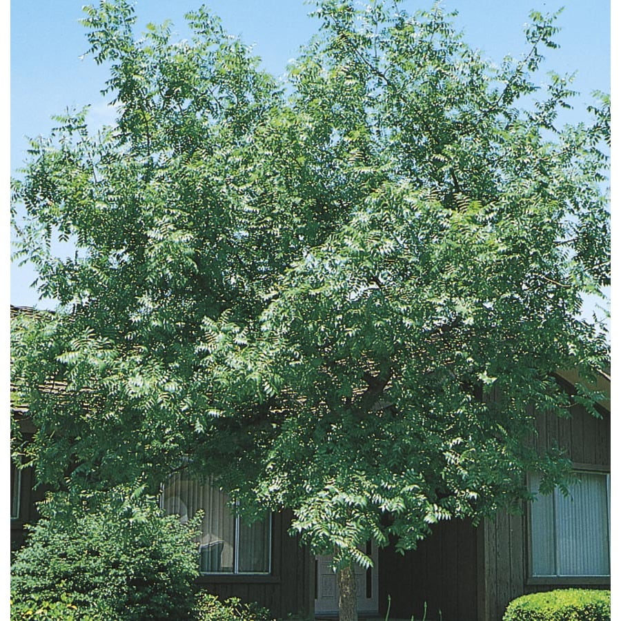best 28 trim a tree lowes tree pruning basics how to best 28 trim a tree lowes tree pruning basics how to