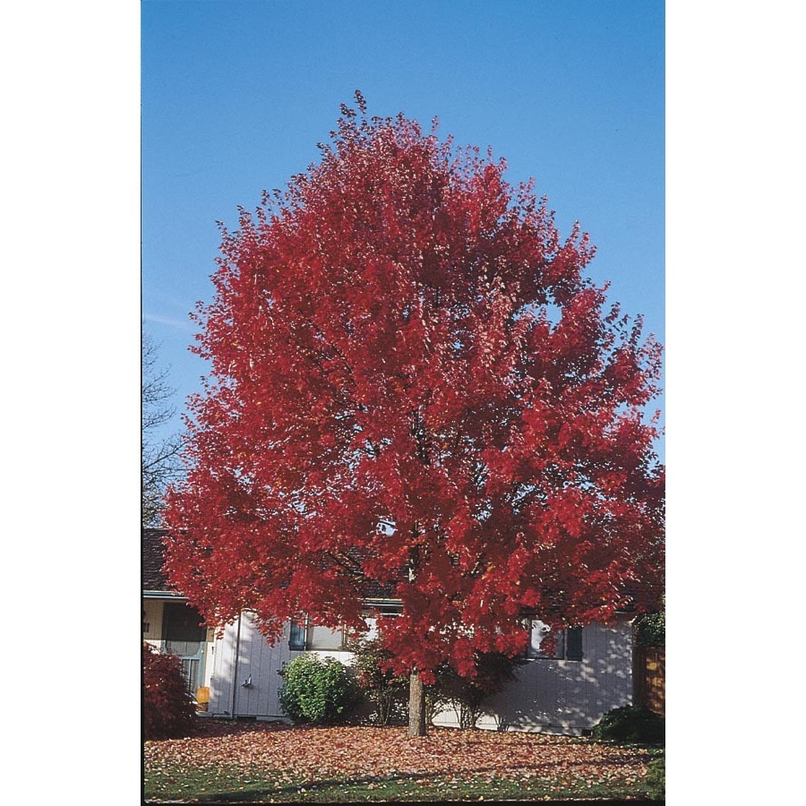maple tree lowes shop 3 25 gallon sun valley maple shade tree l2080 at lowes maple tree lowes shop 3 25 gallon sun valley maple shade tree l2080 at lowes