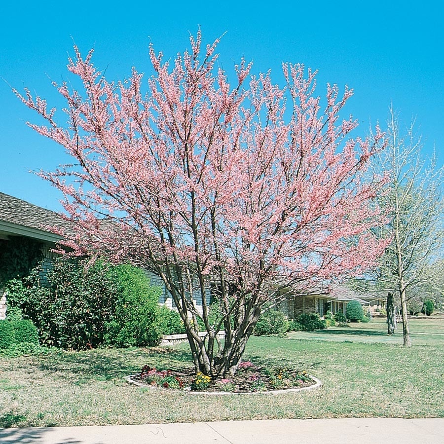 5.5Gallon Eastern Redbud Clump Flowering Tree (L6341) in the Trees department at