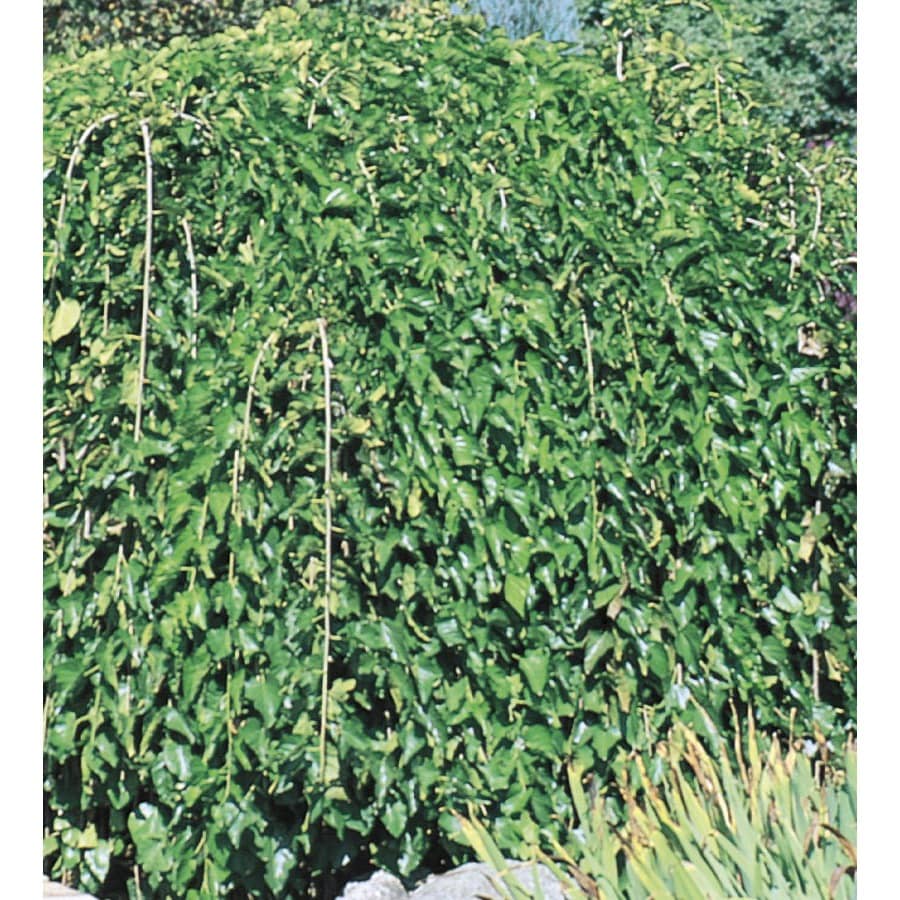 Shop Weeping Mulberry L1377 At Lowes Shop Weeping Mulberry L1377 At Lowes