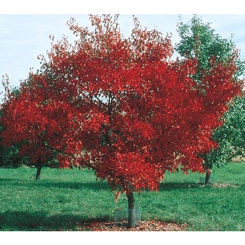 3.25Gallon Red Amur Maple Shade Tree in Pot (With Soil) (L7792) at
