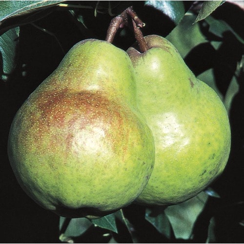 Pyrus Communis 'Bartlett' Dwarf Tree (L1387) in the Fruit Plants