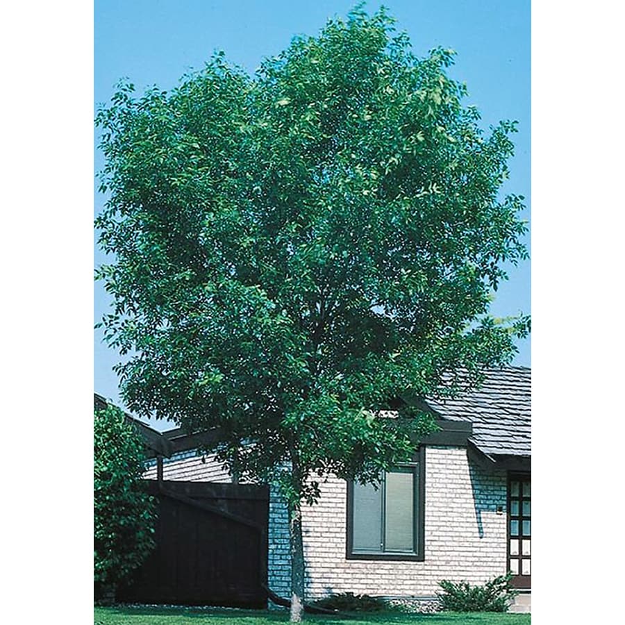  NURSERY Insignificant Shade Tree Cimmaron; Ash