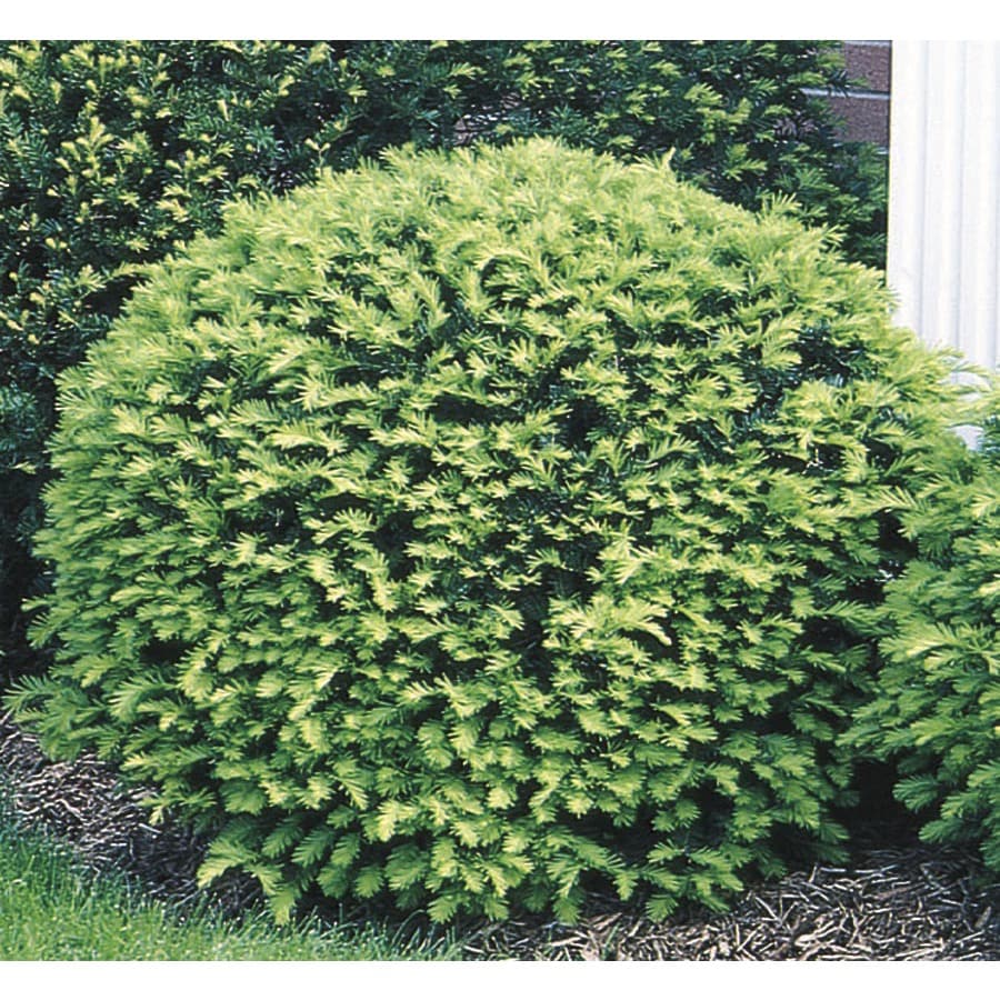 Globe Yew Foundation/Hedge Shrub in Pot (With Soil) (L4606) at Lowes.com