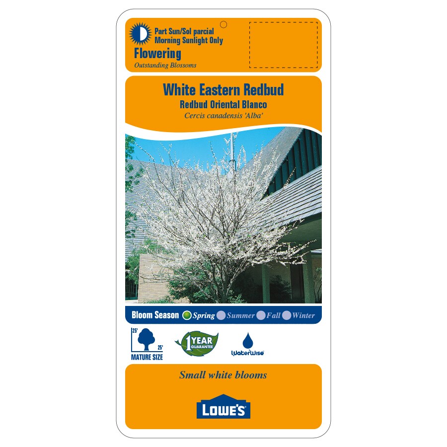 Lowe's 5.5Gallon White Flowering White Eastern Redbud In Pot (With Soil) at