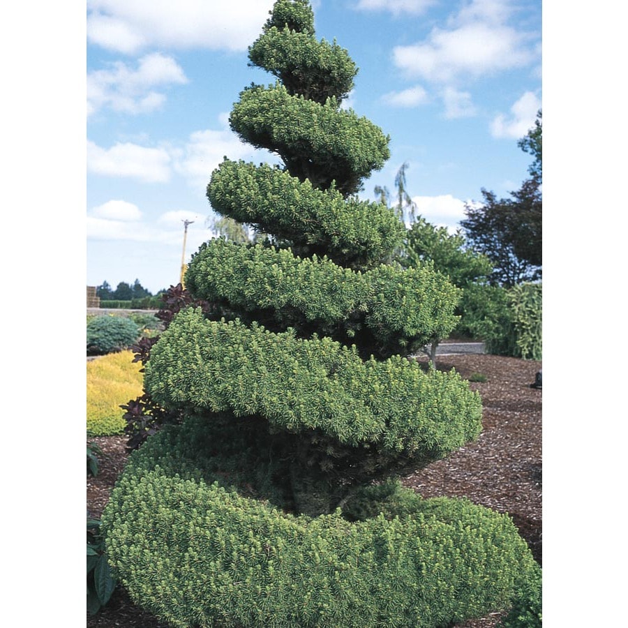 Spiral Alberta Spruce Feature Shrub in Pot (With Soil) (LW02483) at