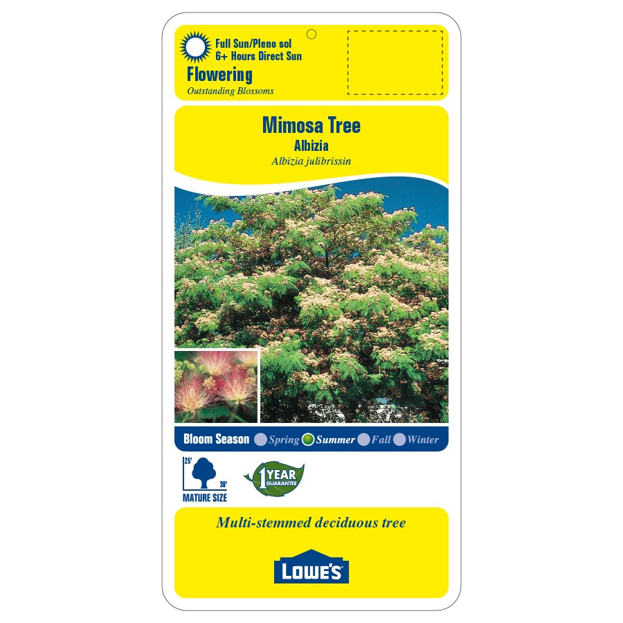 Lowe's NURSERY trees - View #2