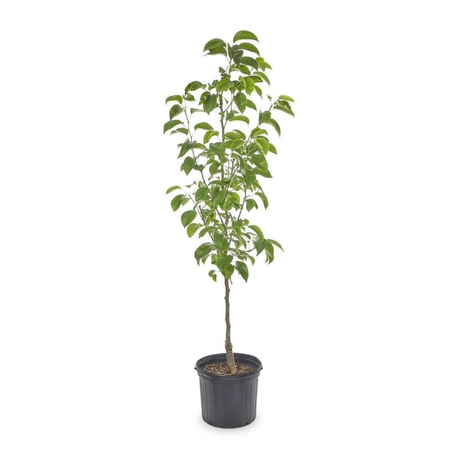 3.58-Gallon White Cleveland Select Pear Flowering Tree in ...