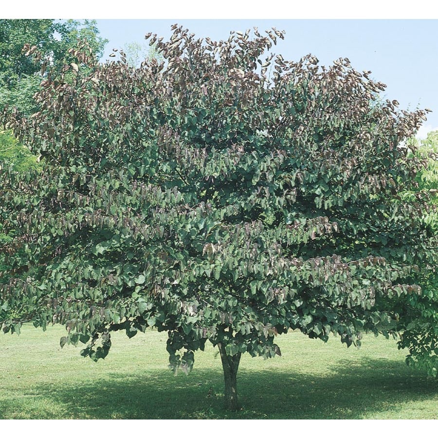 363 Gallon Pink Forest Pansy Redbud Flowering Tree In Pot With Soil