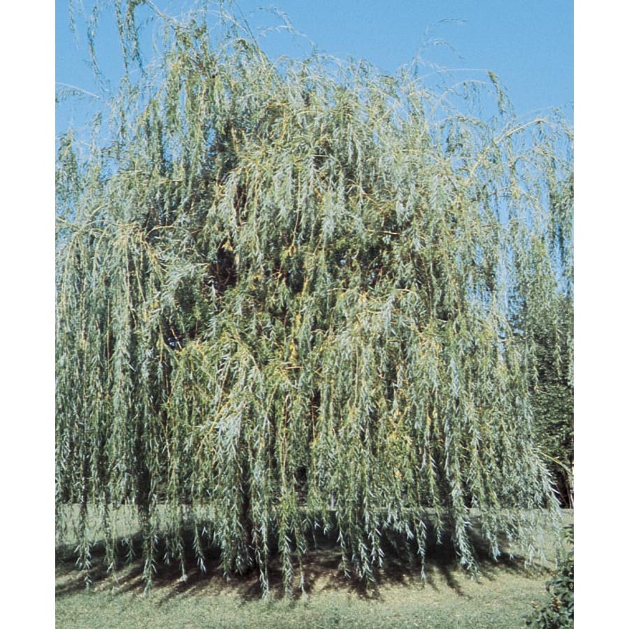 3.63 Gallon Golden Weeping Willow Shade Tree (L7641)