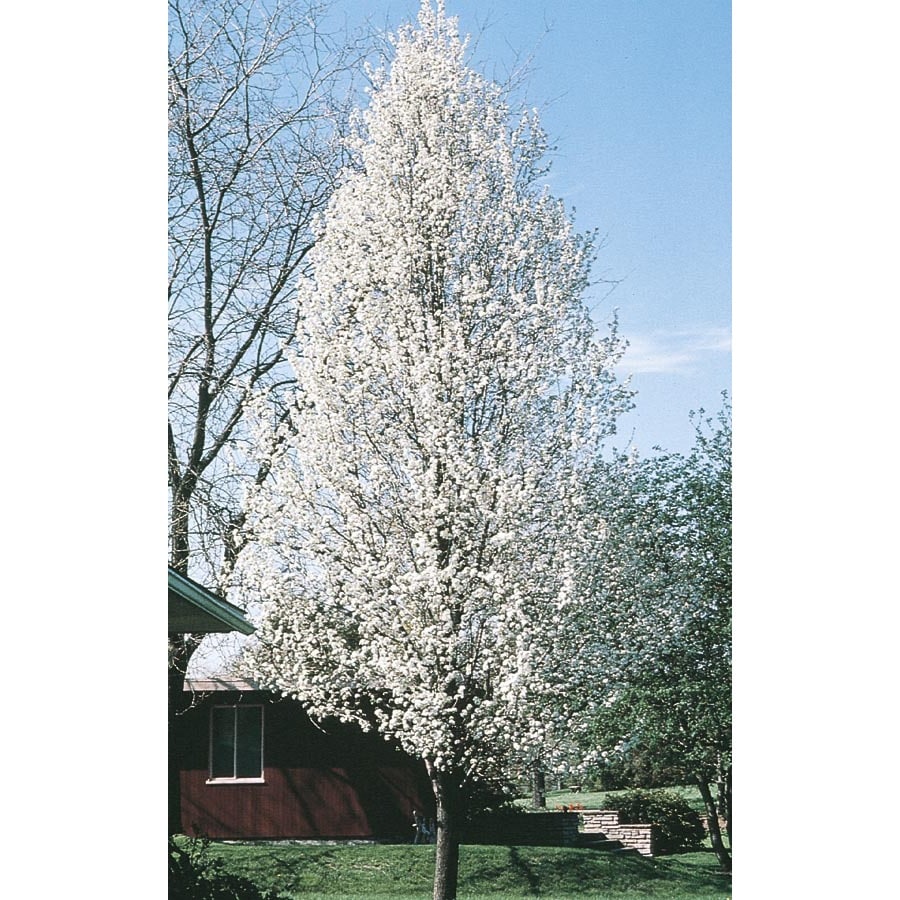 6-Gallon White Cleveland Select Pear Flowering Tree in Pot ...