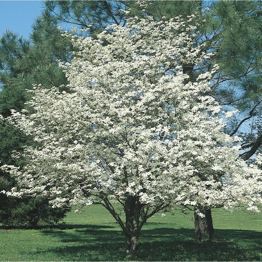 6 Gallon White  Dogwood Flowering  Tree  in Pot With Soil 