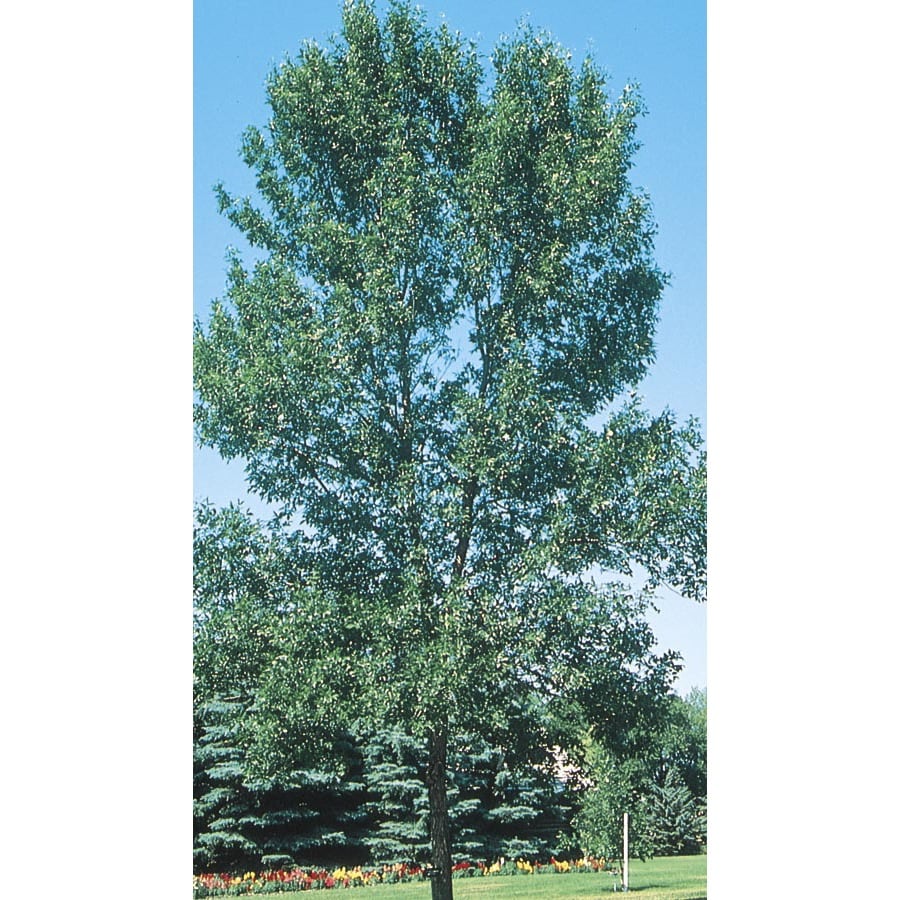 3.63-Gallon Patmore Ash Shade Tree (L3494) in the Trees department at