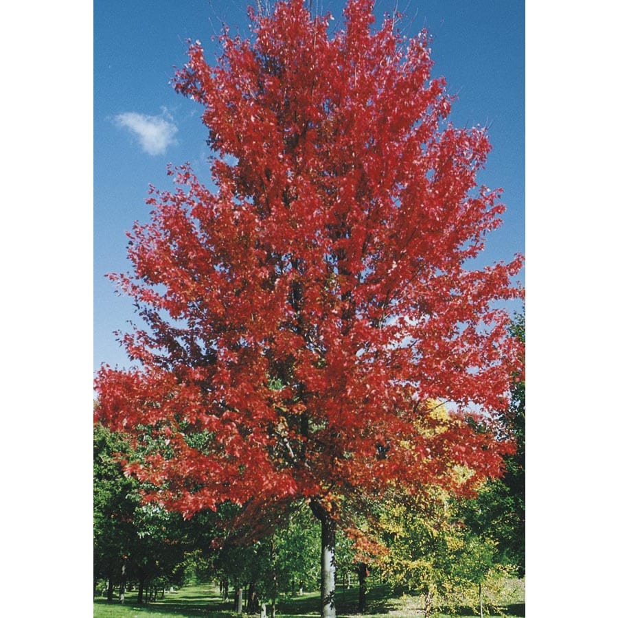 Lowe's NURSERY -Gallon Shade Autumn Blaze Maple In pot (with soil)