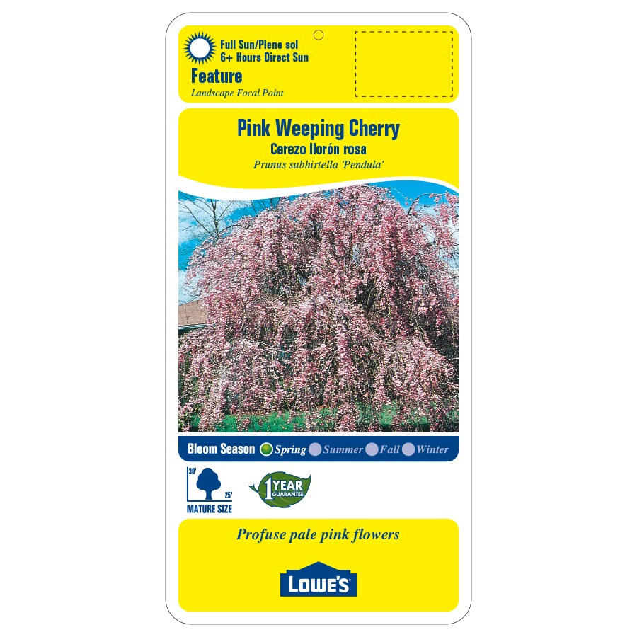 Lowe's 12.68-Gallons Pink Feature Pink Weeping Cherry In Pot (With Soil ...