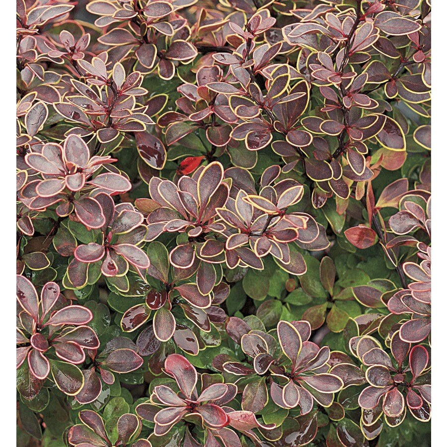 Admiration Barberry Accent Shrub in Pot (With Soil) (L24260)