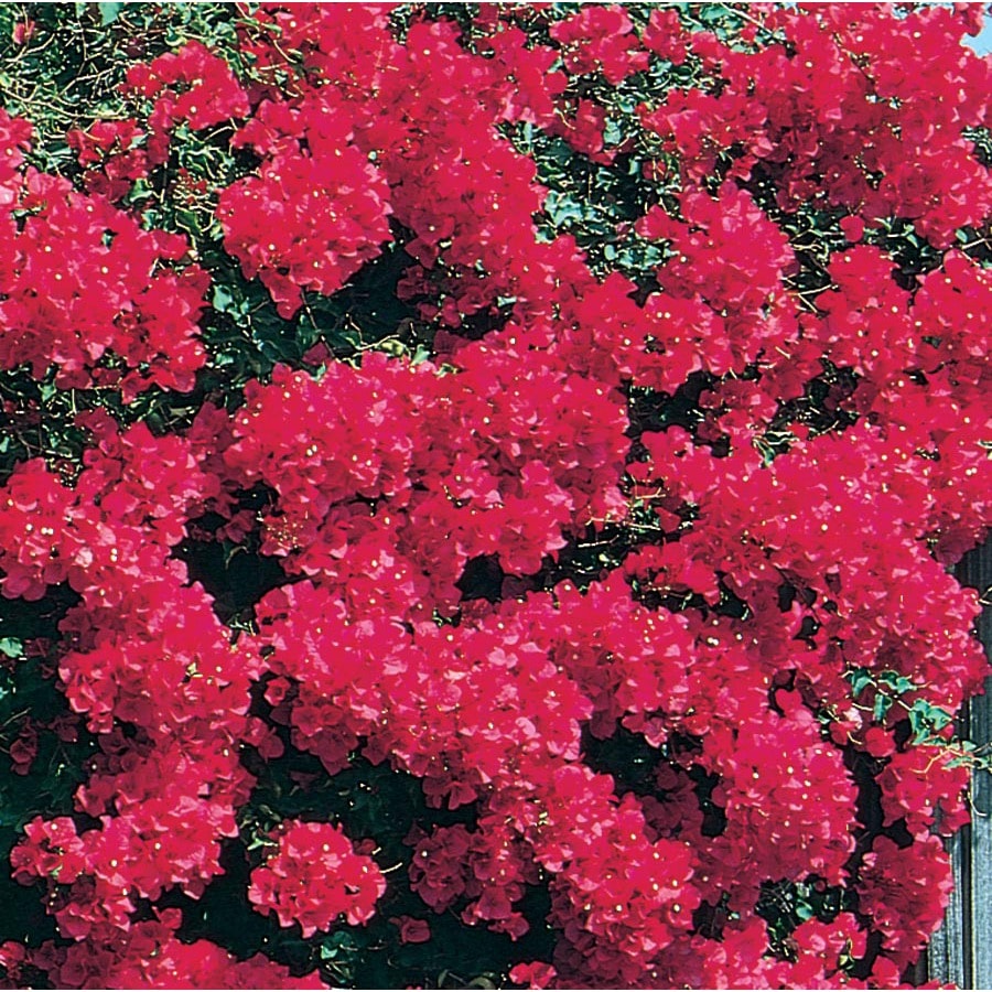 Mixed Bougainvillea Bush Flowering Shrub in Pot (With Soil) (L10024) at