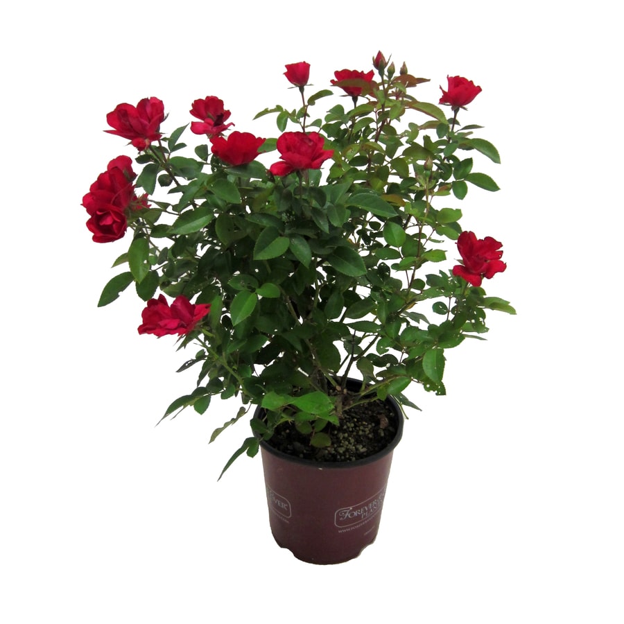 Mixed Rose Flowering Shrub in Pot (With Soil) at Lowes.com