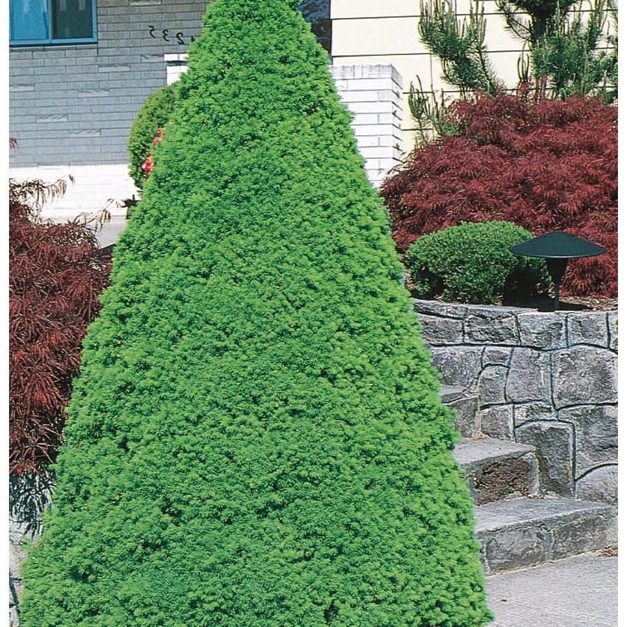 Dwarf Alberta Spruce Feature Shrub in Pot (With Soil) (L8449) at Lowes.com