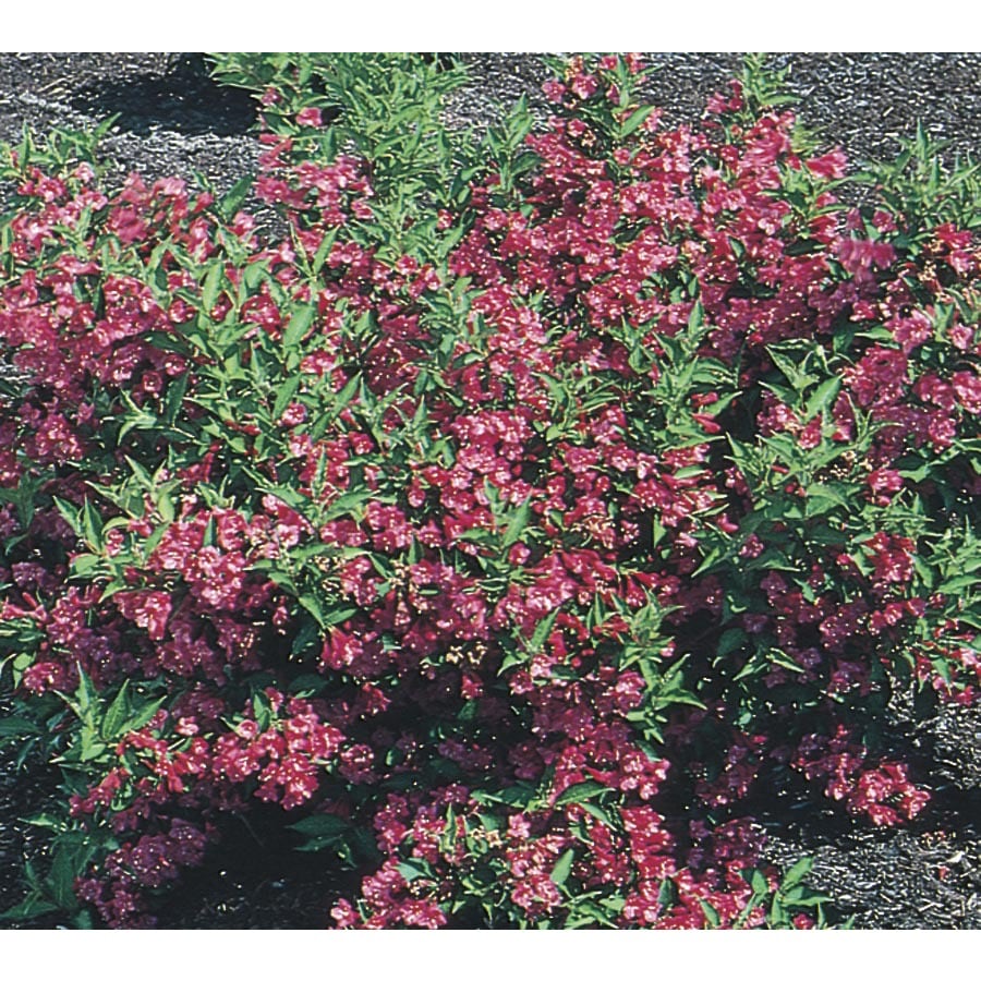 Pink Weigela Flowering Shrub In Pot With Soil L1019 At