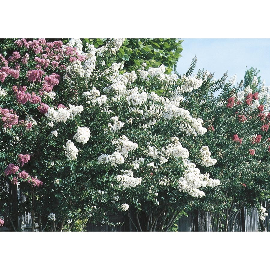 Mixed Dwarf Crape Myrtle Flowering Shrub in Pot (With Soil) (L7613) at ...