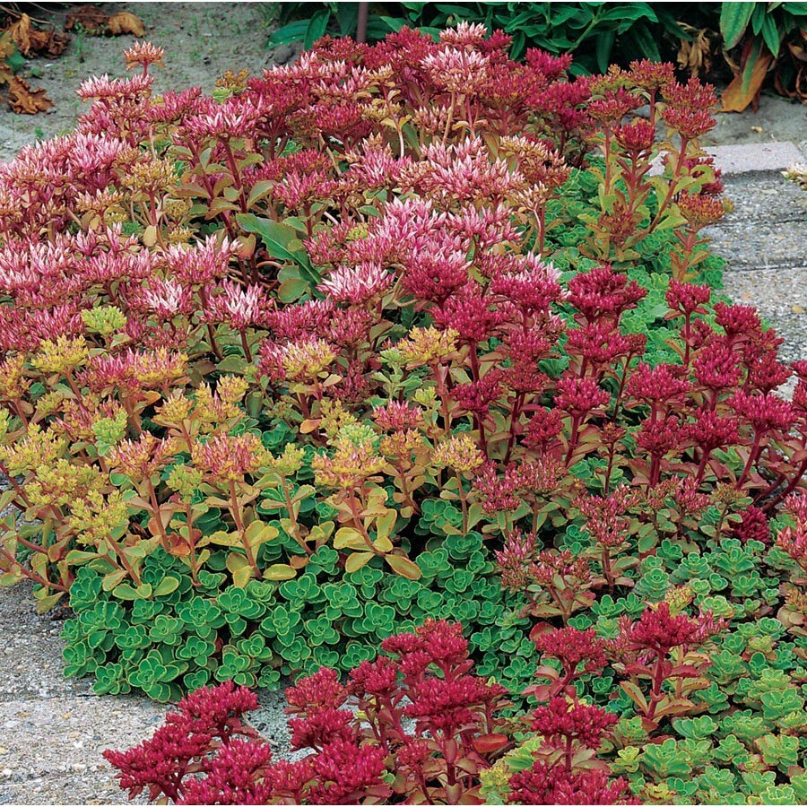 Lowe's NURSERY Multicolor Sedum Plant in -Quart Pot 1.0 -Pack