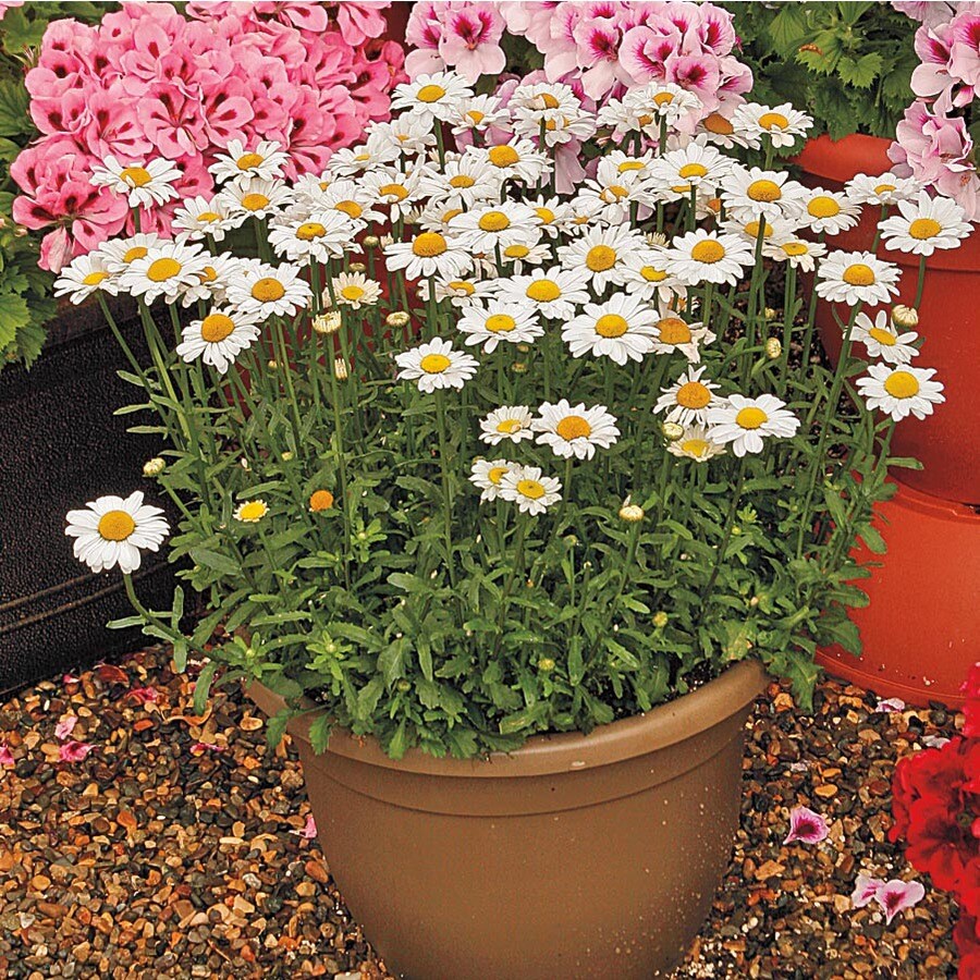 Shasta Daisy in 2.5Quart Pot at