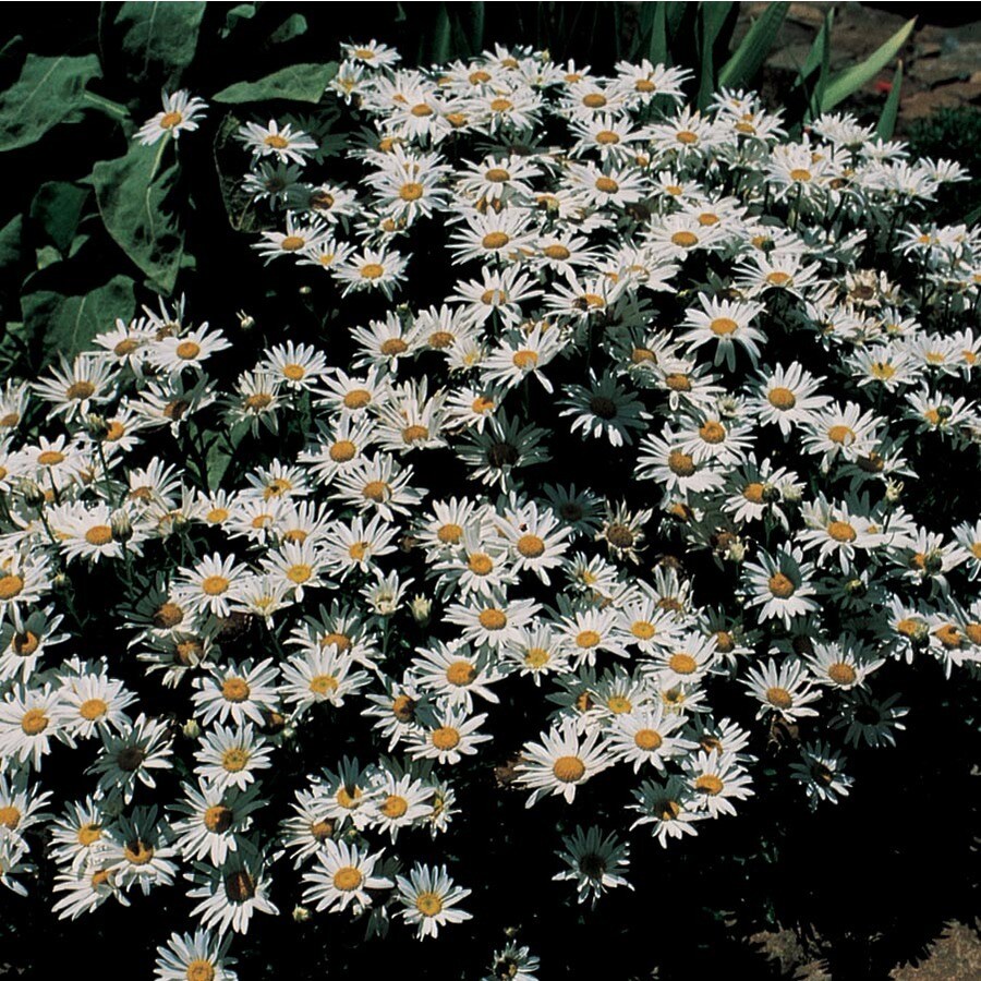 Shasta Daisy in 2.5Quart Pot at