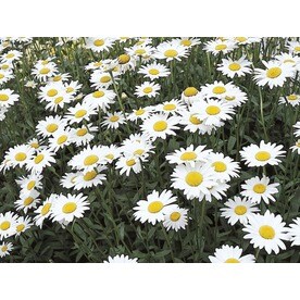 2.5-Quart in Pot Shasta Daisy (L10999)