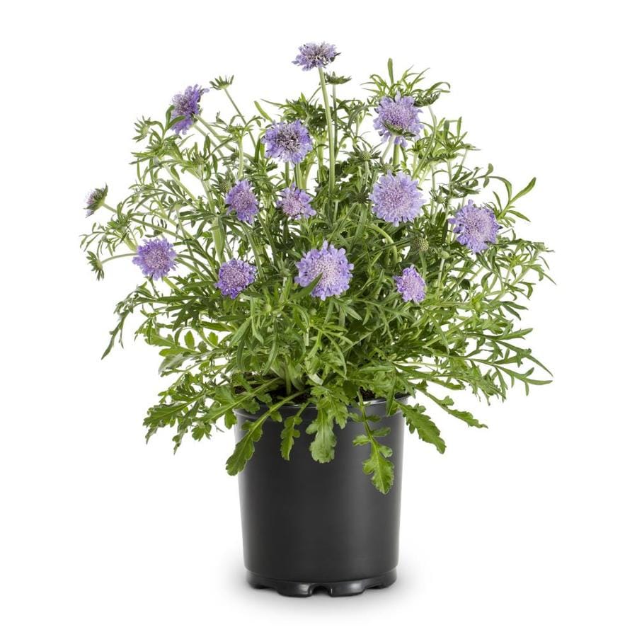 Lowe's Multicolor Pincushion Flower Plant in 2.5Quart Pot at