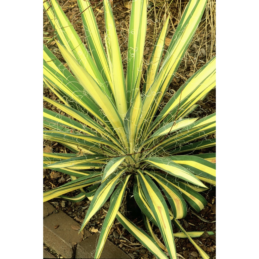 Lowe's NURSERY shrubs - View #2