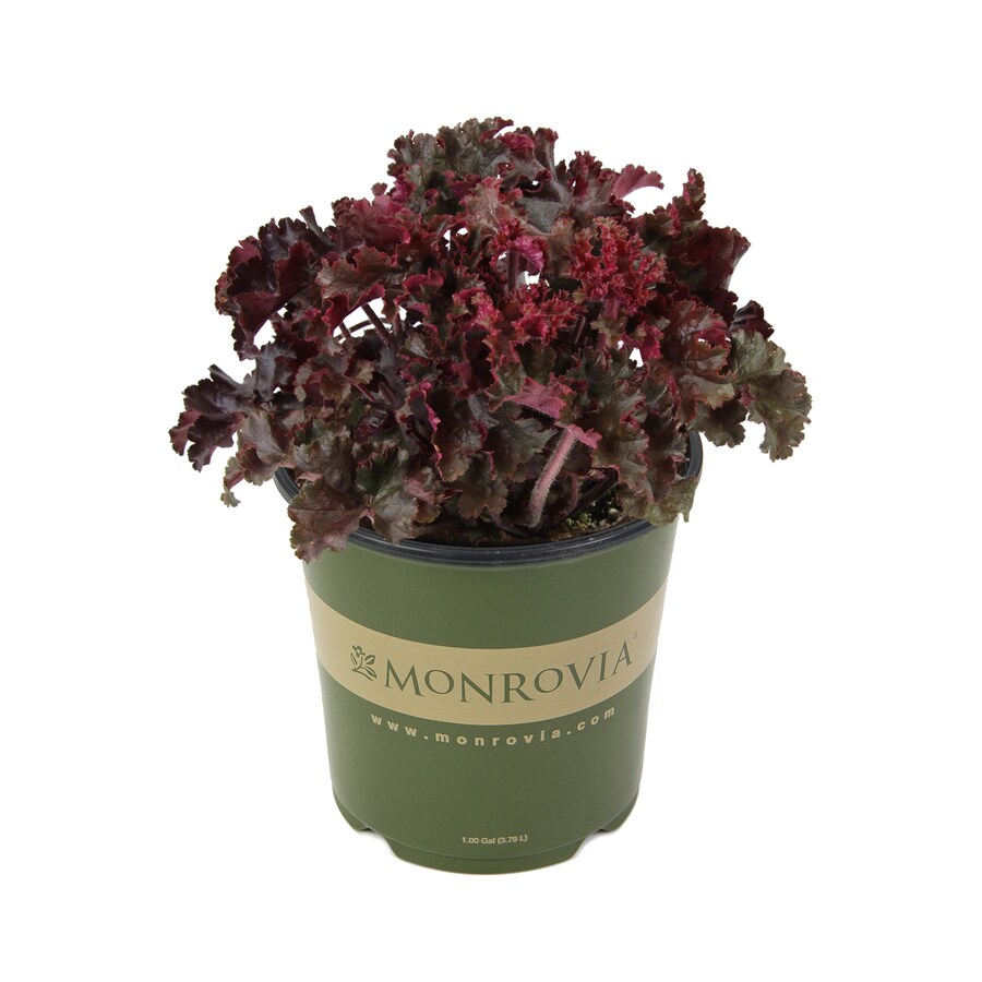 Monrovia NURSERY Multicolor Coral Bells Plant in 1-Gallon Pot