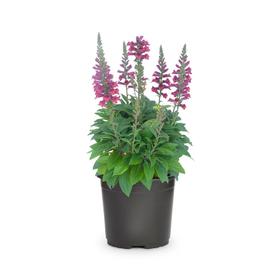2.5-Quart in Pot Foxglove (L5275)