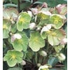 Monrovia 2.5-Quart Potted Lenten Rose (L10982) at Lowes.com