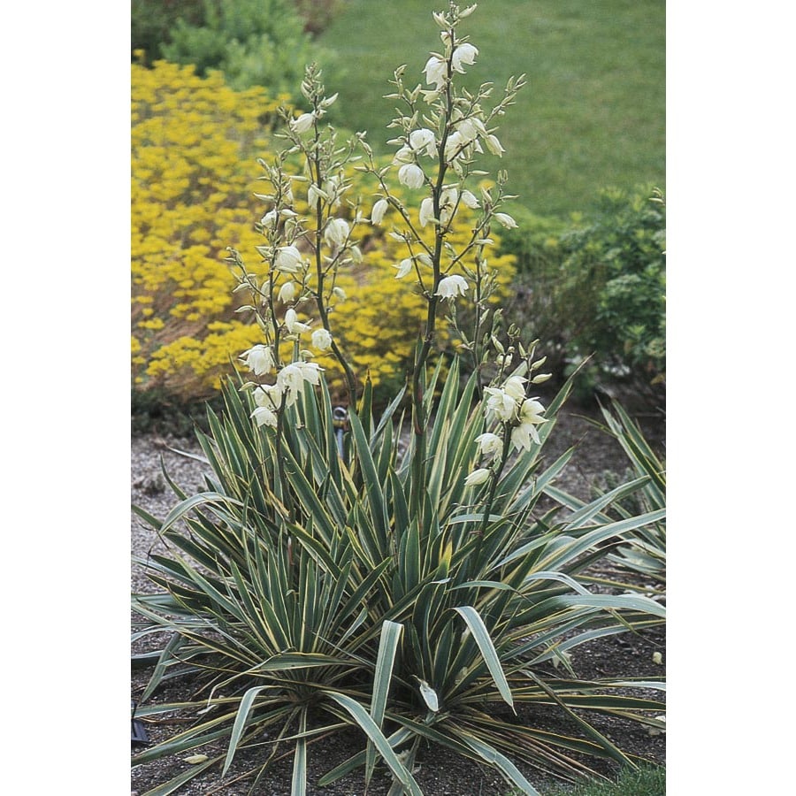 Yucca plant lowes Idea